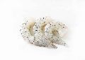 Raw P&D/PUD Tail On Vannamei Shrimp