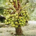 coconut plants