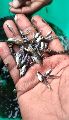 Guppy Fish Seeds