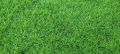 natural grass landscaping services