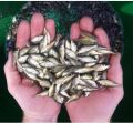katala rohu common carp fish seed