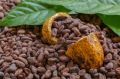 Cocoa seed beans