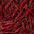 guntur dry red chilli