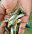 gulsha tangra fish
