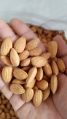 California Almond Nut California