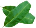 Banana Leaf (T-Box)