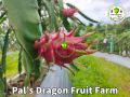red dragon fruit