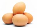 Common Light Brown country chicken eggs
