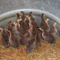 Natural Color guinea fowl chicks