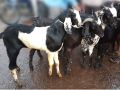 20-30 Kg Black & White live female goat