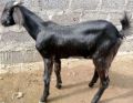 20-30 Kg Black live male goat
