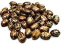 castor seeds