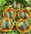 Natural Green vikram hybrid pumpkin seeds