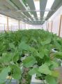 UPVC Electric New Automatic Green hydroponic grass system