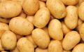 Common fresh potato