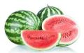 Common fresh watermelon