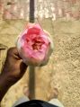 Natural Pink Lotus Flower