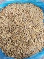 Dry 40 94 long paddy seed