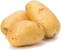 Common Oval fresh potato