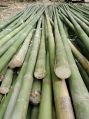 Green Raw dendrocalamus strictus solid bamboo