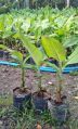 Green Organic g9 banana plants