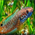rainbow channa bleheri fish