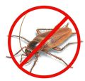 Cockroach Control Services