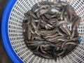 Murrel Fish Seeds