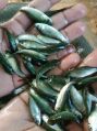 Rahu Katla Fish Seeds