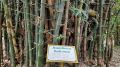 Light-green bambusa balcooa plant