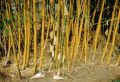 Green bambusa tulda plant