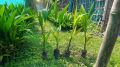Green betel nut plant
