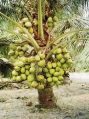 Natural Green coconut plant