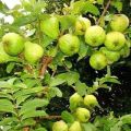 Grafted Green Guava Plant