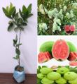 Grafted Red Guava Plant