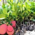Grafted Red Jack Fruit Plant
