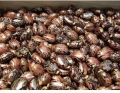 Indian Castor Seed For Oil