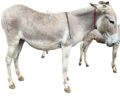 Live Big Katwadi Donkey