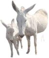 White live halari donkey
