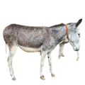LIve Rajasthan Donkey