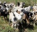 Available in Many Colors 20-30 Kg live male goat
