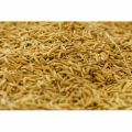 Common Brown rice bran