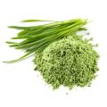 Green Dr. Mantra wheatgrass powder