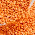 Common Indian red masoor dal