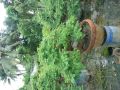 imli bonsai plant
