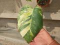 monstera aurea plant