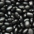 Big Black Kidney Bean