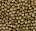 GLOBAL JANTA EXPORT Natural Raw Light Brown coriander seeds