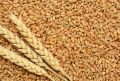 Global Janta Export High Quality Wheat Organic Natural Common New wheat grain