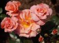 Blonde Beauty Rose Plants